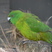 Antipodes Parakeet